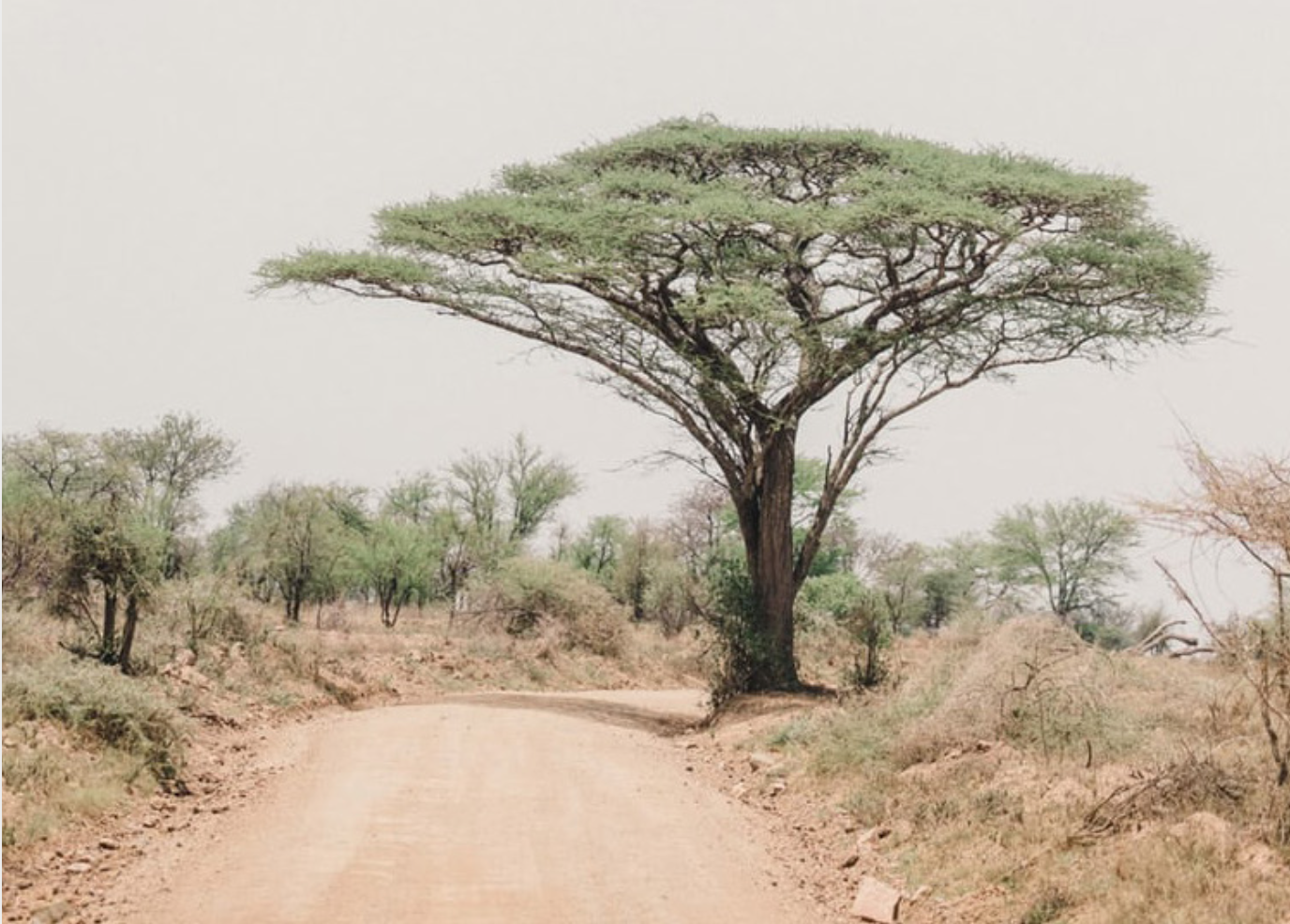 Safari